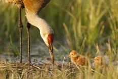 Sandhill Crane (Grus Canadensis) with Two Newly Hatched Chicks on a Nest in a Flooded Pasture-Gerrit Vyn-Photographic Print