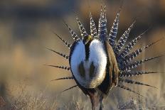 Pronghorns (Antilocapra Americana) Crawling under Fence in Snow During Migration-Gerrit Vyn-Photographic Print