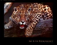 Jaguar-Gerry Ellis-Mounted Art Print