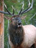 Bull Elk Bugling, Yellowstone National Park, Wyoming, Usa-Gerry Reynolds-Photographic Print