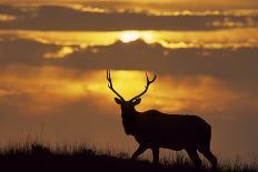 Sunset, Tule Elk Wildlife, Point Reyes National Seashore, California, USA-Gerry Reynolds-Photographic Print