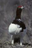 Bull Moose Wildlife, Denali National Park, Alaska, USA-Gerry Reynolds-Photographic Print