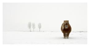 The Cold Pony-Gert Van Den-Photographic Print