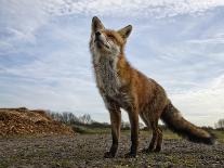 The Curious Fox-Gert Van-Mounted Photographic Print