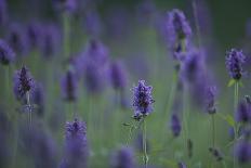 Betony (Stachys Sp) Flowers, Central Moldova, July 2009-Geslin-Photographic Print