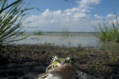European Edible Frog (Rana Esculenta) by Lake Belau, June 2009-Geslin-Photographic Print