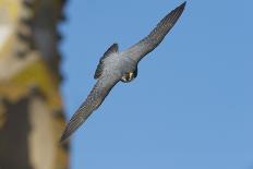 Peregrine Falcon (Falco Peregrinus) in Flight, Barcelona, Spain, April 2009-Geslin-Photographic Print