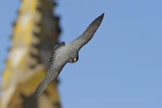 Peregrine Falcon (Falco Peregrinus) in Flight, Barcelona, Spain, April 2009-Geslin-Framed Photographic Print