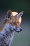 Urban Red Fox (Vulpes Vulpes) Silhouetted at Waters Edge Watching Geese, London, May 2009-Geslin-Photographic Print