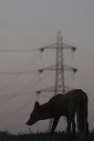 Peregrine Falcon (Falco Peregrinus) in Flight, Barcelona, Spain, April 2009-Geslin-Photographic Print