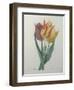 Gesner Tulip-Pierre-Joseph Redoute-Framed Art Print