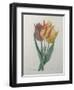 Gesner Tulip-Pierre-Joseph Redoute-Framed Art Print