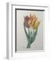 Gesner Tulip-Pierre-Joseph Redoute-Framed Art Print