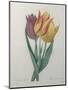 Gesner Tulip-Pierre-Joseph Redoute-Mounted Art Print