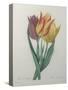 Gesner Tulip-Pierre-Joseph Redoute-Stretched Canvas
