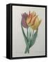 Gesner Tulip-Pierre-Joseph Redoute-Framed Stretched Canvas