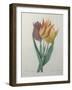 Gesner Tulip-Pierre-Joseph Redoute-Framed Art Print