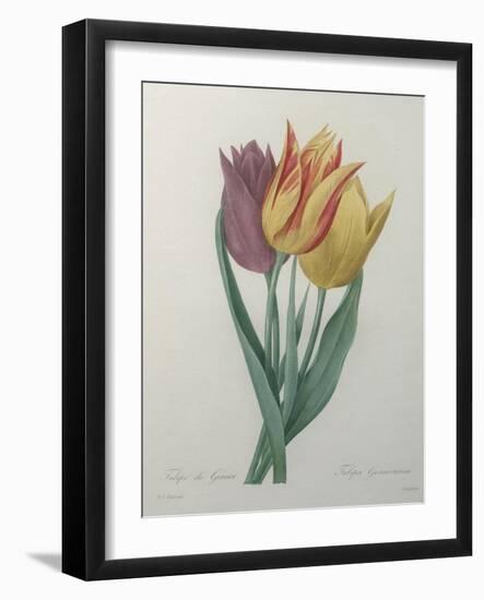 Gesner Tulip-Pierre-Joseph Redoute-Framed Art Print