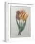 Gesner Tulip-Pierre-Joseph Redoute-Framed Art Print