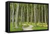 Gespensterwald (Ghost Forest) Near Nienhagen, Baltic Sea, Mecklenburg-Vorpommern, Germany, Europe-Jochen Schlenker-Framed Stretched Canvas