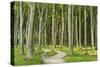 Gespensterwald (Ghost Forest) Near Nienhagen, Baltic Sea, Mecklenburg-Vorpommern, Germany, Europe-Jochen Schlenker-Stretched Canvas