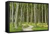 Gespensterwald (Ghost Forest) Near Nienhagen, Baltic Sea, Mecklenburg-Vorpommern, Germany, Europe-Jochen Schlenker-Framed Stretched Canvas