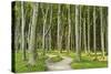 Gespensterwald (Ghost Forest) Near Nienhagen, Baltic Sea, Mecklenburg-Vorpommern, Germany, Europe-Jochen Schlenker-Stretched Canvas
