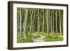 Gespensterwald (Ghost Forest) Near Nienhagen, Baltic Sea, Mecklenburg-Vorpommern, Germany, Europe-Jochen Schlenker-Framed Photographic Print