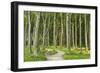 Gespensterwald (Ghost Forest) Near Nienhagen, Baltic Sea, Mecklenburg-Vorpommern, Germany, Europe-Jochen Schlenker-Framed Photographic Print