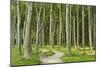 Gespensterwald (Ghost Forest) Near Nienhagen, Baltic Sea, Mecklenburg-Vorpommern, Germany, Europe-Jochen Schlenker-Mounted Photographic Print