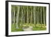 Gespensterwald (Ghost Forest) Near Nienhagen, Baltic Sea, Mecklenburg-Vorpommern, Germany, Europe-Jochen Schlenker-Framed Photographic Print