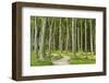 Gespensterwald (Ghost Forest) Near Nienhagen, Baltic Sea, Mecklenburg-Vorpommern, Germany, Europe-Jochen Schlenker-Framed Photographic Print