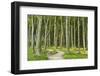 Gespensterwald (Ghost Forest) Near Nienhagen, Baltic Sea, Mecklenburg-Vorpommern, Germany, Europe-Jochen Schlenker-Framed Photographic Print