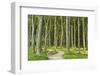 Gespensterwald (Ghost Forest) Near Nienhagen, Baltic Sea, Mecklenburg-Vorpommern, Germany, Europe-Jochen Schlenker-Framed Photographic Print