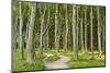 Gespensterwald (Ghost Forest) Near Nienhagen, Baltic Sea, Mecklenburg-Vorpommern, Germany, Europe-Jochen Schlenker-Mounted Photographic Print