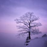 Snowy Tree in A Winter Twilight-gestockphoto-Laminated Photographic Print
