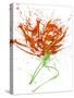 Gestural Florals 13-Paul Ngo-Stretched Canvas