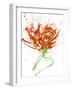 Gestural Florals 13-Paul Ngo-Framed Giclee Print