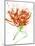 Gestural Florals 13-Paul Ngo-Mounted Premium Giclee Print