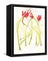 Gestural Florals 5-Paul Ngo-Framed Stretched Canvas