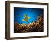 Get Out of My Territory!!!-Luckyguy-Framed Photographic Print