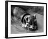 Getting on Swimmingly, Tommy the Gosling and Esme the Hippo, March 1973-null-Framed Photographic Print