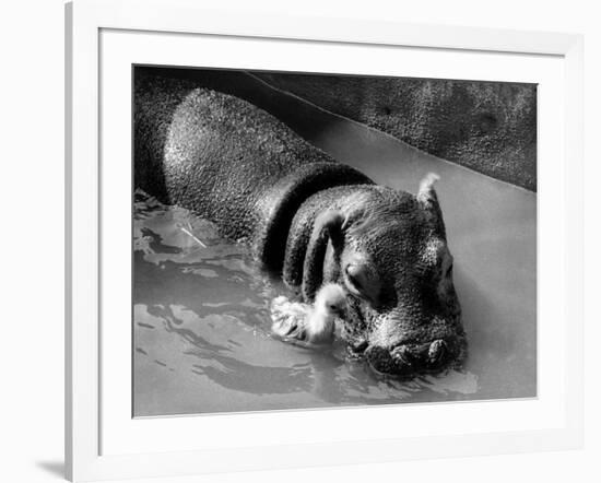 Getting on Swimmingly, Tommy the Gosling and Esme the Hippo, March 1973-null-Framed Photographic Print