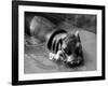 Getting on Swimmingly, Tommy the Gosling and Esme the Hippo, March 1973-null-Framed Photographic Print