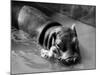 Getting on Swimmingly, Tommy the Gosling and Esme the Hippo, March 1973-null-Mounted Photographic Print