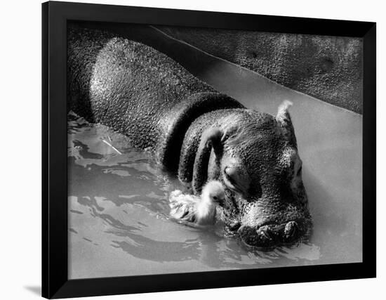 Getting on Swimmingly, Tommy the Gosling and Esme the Hippo, March 1973-null-Framed Photographic Print