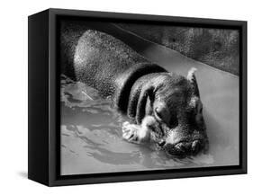 Getting on Swimmingly, Tommy the Gosling and Esme the Hippo, March 1973-null-Framed Stretched Canvas