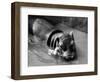 Getting on Swimmingly, Tommy the Gosling and Esme the Hippo, March 1973-null-Framed Photographic Print