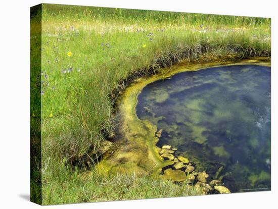 Geyser Pool, Yellowstone National Park, Wyoming, USA-William Sutton-Stretched Canvas