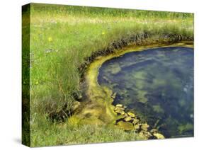 Geyser Pool, Yellowstone National Park, Wyoming, USA-William Sutton-Stretched Canvas